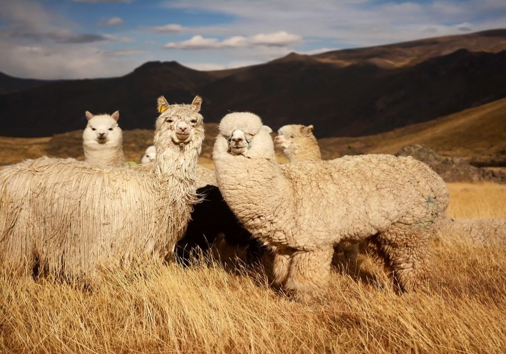 Alpacas in Colca Canyon