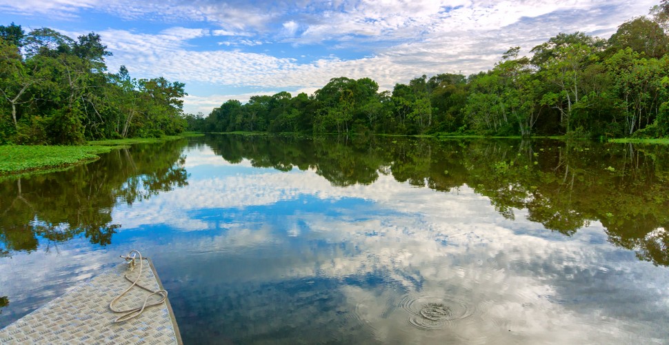 The Incredible Amazon Rainforest