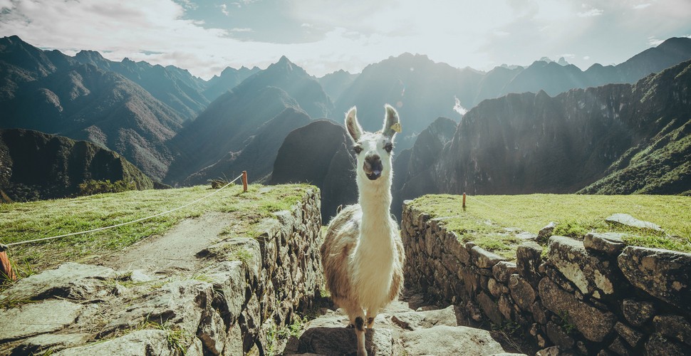 Llama at Machu Picchu