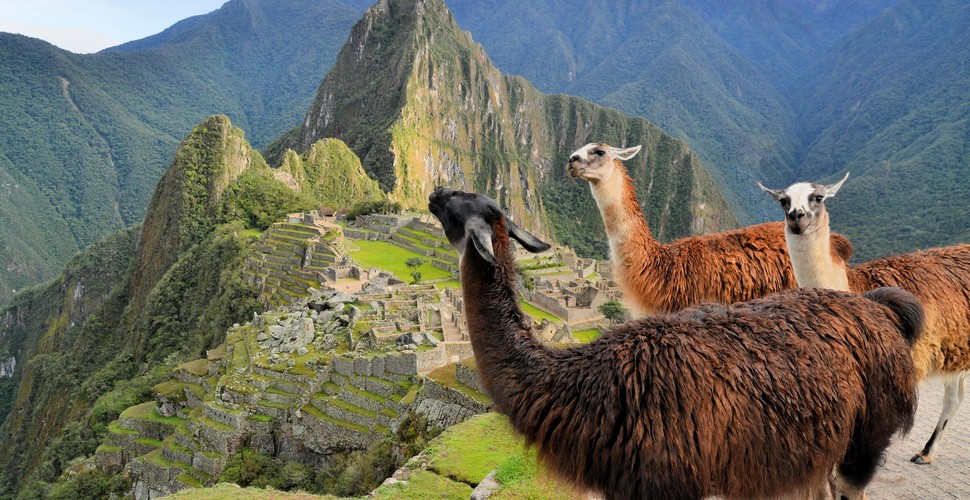 Happy llamas on the Machu Picchu terraces!