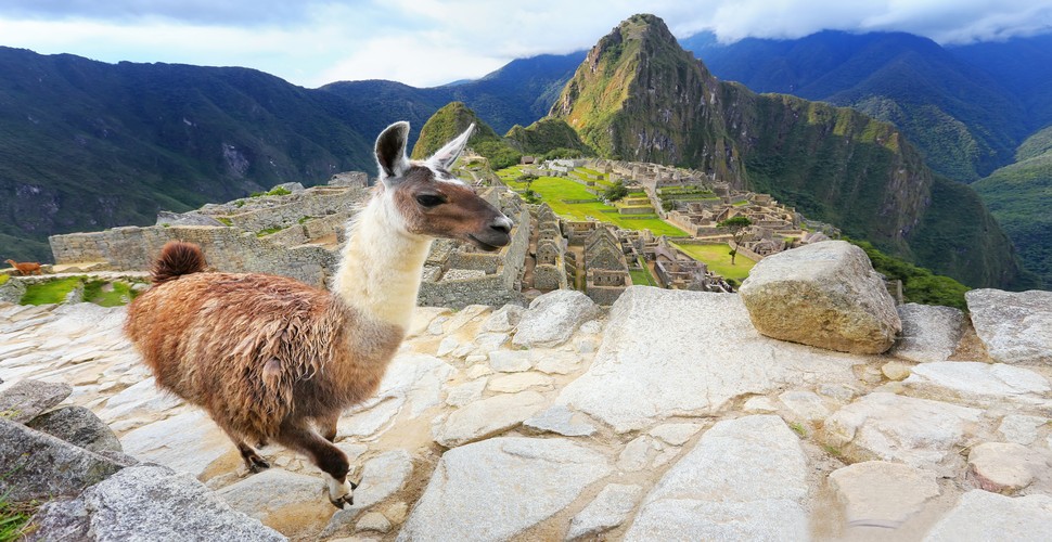 Happy Llama at Machu Picchu