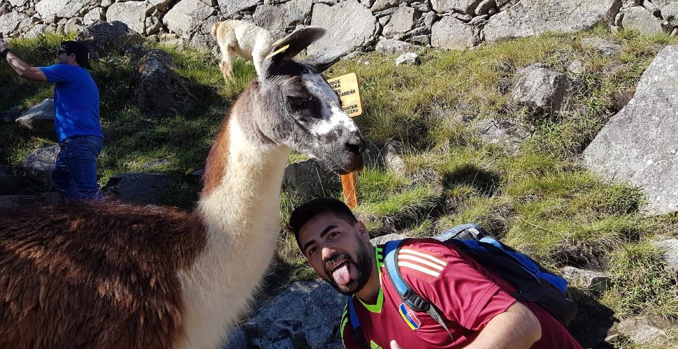 When I first came to do my Peru Machu Picchu trip I was amazed to see how many llamas there are! These wonderful creatures add a completely different dimension to your Peru adventures!