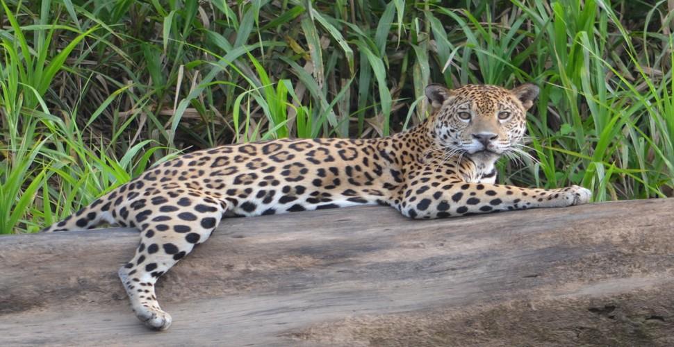 Jaguar Sunbathing in The Tambopata Reserve