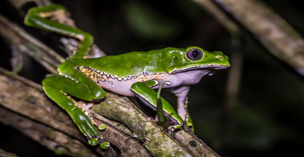 Endemic Tree Frog in the Amazon Jungle