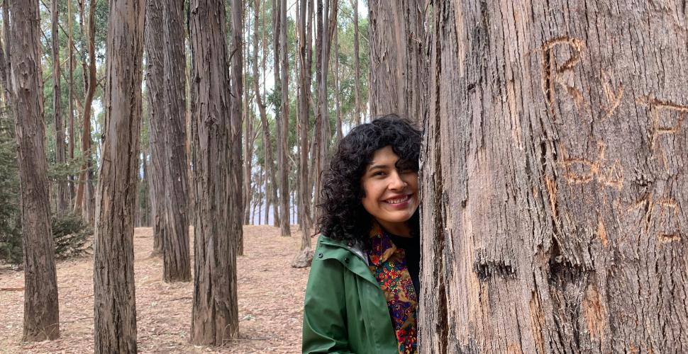 Saqsayhuaman forest